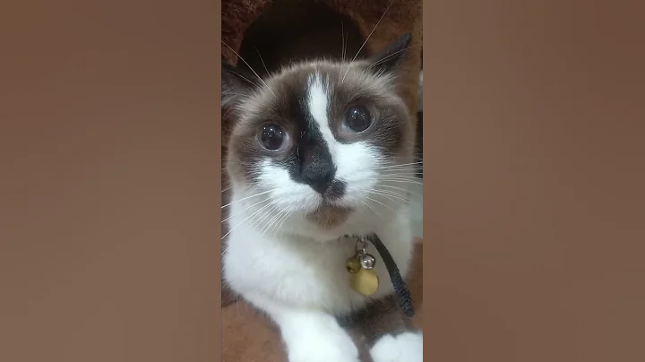 Watch the video about April the Snowshoe Cat being confused Part 2