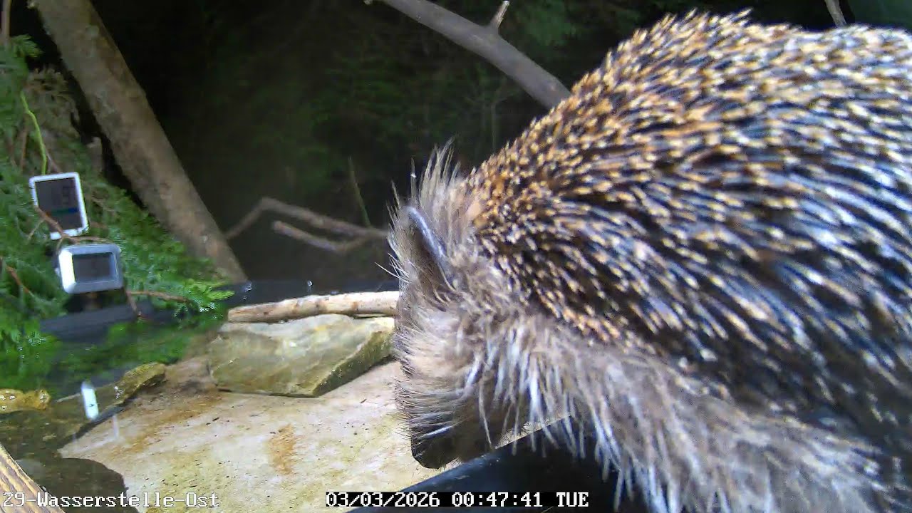 Igel trinkt an der Wasserstelle (03.03.2026) 