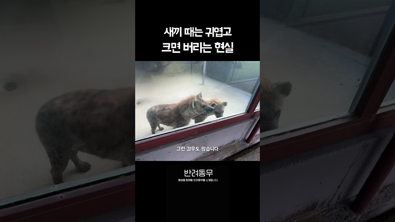 하이에나 버린 이유가 "커져서"