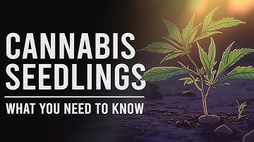 Seedlings: The Essential Guide!