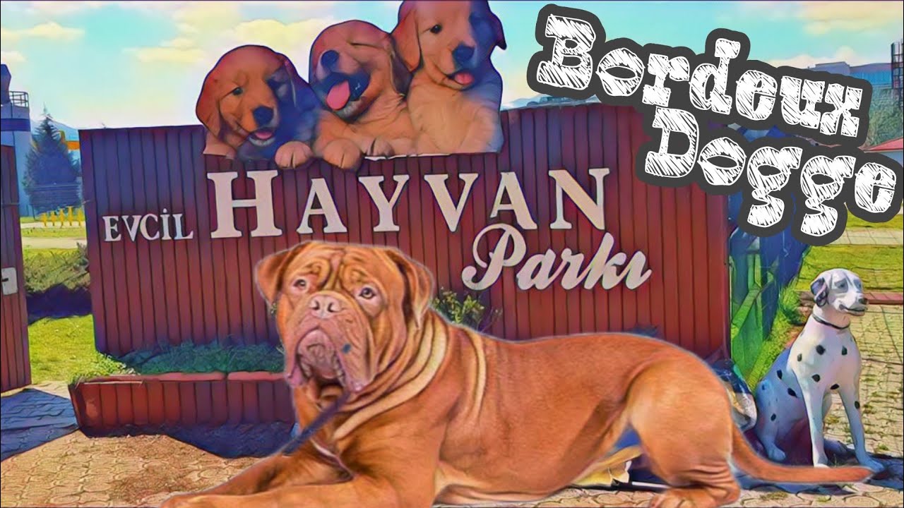 Yeni Sahiplendiğimiz Koca French Mastiff Parka Getirdik ☆ Samsun Evcil Hayvan Parkı Tanıtımı