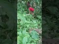 Uuwi Na Sila Dala Nila Gamit 