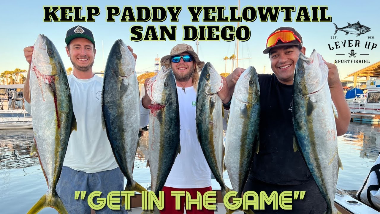 KELP PADDY YELLOWTAIL Fishing in San Diego. Yellowtail, Dorado, Bonito