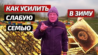 видео: Как ПРАВИЛЬНО ПОДГОТОВИТЬ слабые семьи пчел к зимовке? картинка: Как ПРАВИЛЬНО ПОДГОТОВИТЬ слабые семьи пчел к зимовке?