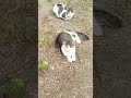 CATS😺КОТИКИ НАШЕГО ДВОРА#catlover#animals #funnypets#catshorts#cute#кот #питомцы#котомания#
