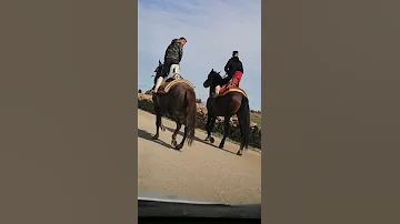 الخيل خير من خيرات إقليم خريبكة 