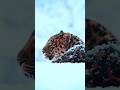 Why do animals “extinct"?. #facts #youtubeshorts