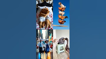 khi thú cưng gây cười #shortsyoutube #funny #dongvat #thucung #dethuong #meo #gà #chó