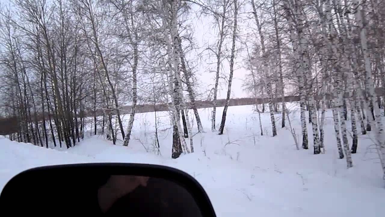 Косуля врезалась в машину