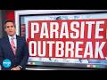 The Cyclospora Outbreak Explained