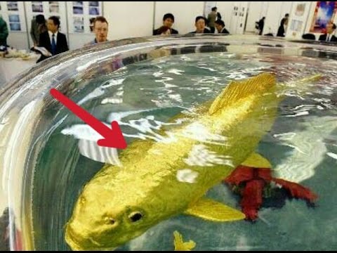  Ajaib  Ikan  Mas  di Taiwan Ini Ternyata Mengandung Emas 24 