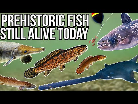 Video: Prehistoric fish that have survived to this day
