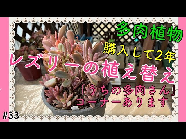 多肉 33 ピンクと緑のグラデーションが美しいレズリー 多肉植物を植え替えます 2年間 放置していた根っこは鉢の形 Youtube