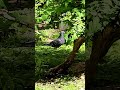 Graceful Pigeons #3,861 #shorts #pigeon #bird #birds #peaceful #youtubeshorts #kabootar #shortvideo