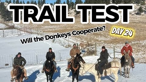 Mixed Herd Ride! Donkeys + Mules + Horse on the Trail