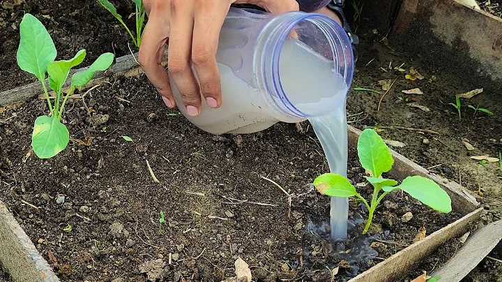 The most powerful organic fertilizer for cucumbers, onions, and tomatoes! Just two ingredients