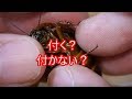 【ダニ動画】ゴキブリにクワガタナカセは付くのか？？【検証】