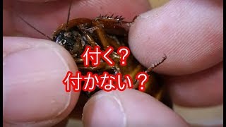 【ダニ動画】ゴキブリにクワガタナカセは付くのか？？【検証】