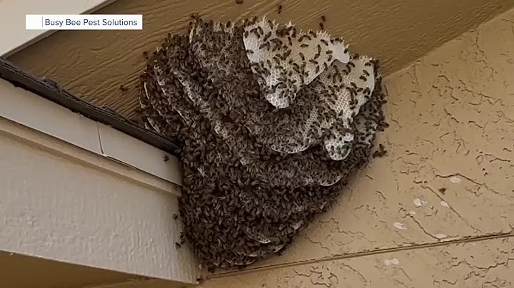 Looking at how to prevent and escape a bee attack