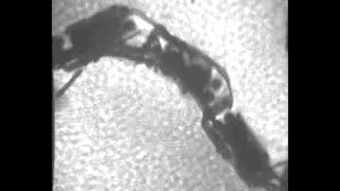 Sand-swimming robot subsurface xray