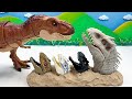 Indominus Rex Head In Sand | Dinosaurs Battle With T-Rex