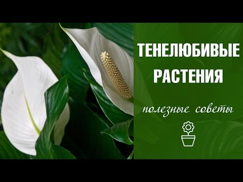 Видео: Растения онлайн магазин Dobry Sad - декоративни, лечебни, овощни и големи растения