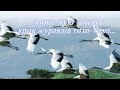 Ця пісня біль сльози молитва допомога ЗНОВУ ЧУЮ З НЕБЕС КРИК ЖУРАВЛІВ ТИХО ТИХО
