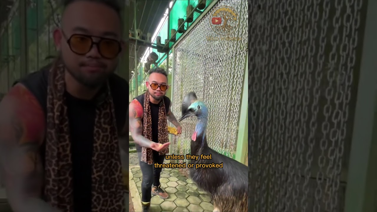 Fascinating Facts About Cassowaries – The World's Most Dangerous Bird! 