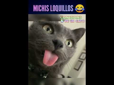Michis loquillos