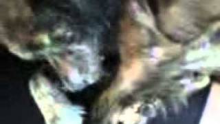 Cachorro Marley Chupando Pata Pra Dormir