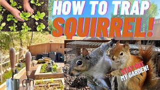 HOW TO TRAP SQUIRRELS WITHOUT HURTING THEM AND KEEP THEM AWAY FROM YOUR GARDEN!