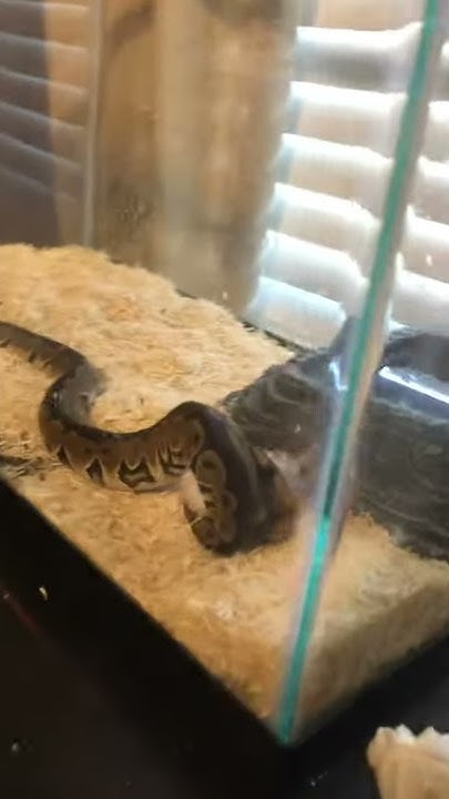 Ball python eats live mouse (WARNING LIVE FEEDING) - YouTube