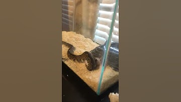 Ball python eats live mouse (WARNING LIVE FEEDING)