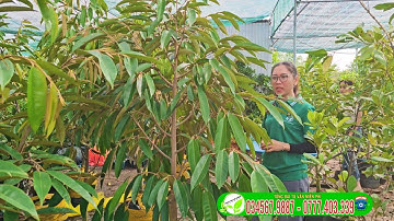 Sầu riêng monthon thái cây lỡ trồng nhanh ra trái
