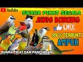 SUARA PIKAT SEMUA JENIS BURUNG ||BURUNG BESAR DAN KECIL