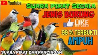 SUARA PIKAT SEMUA JENIS BURUNG ||BURUNG BESAR DAN KECIL