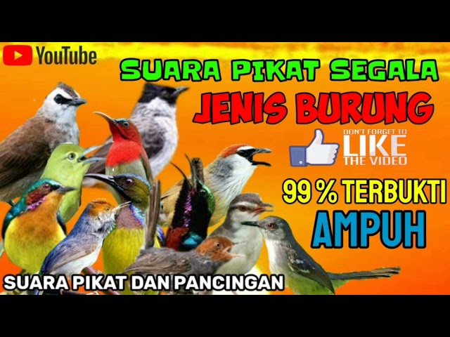 SUARA PIKAT SEMUA JENIS BURUNG ||BURUNG BESAR DAN KECIL class=