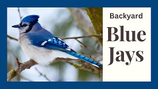 Blue Jays Explained: Habitat, Behavior, and What To Feed Them