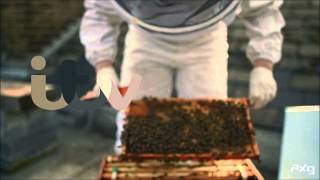 ITV 'Urban Bees' ident 2013