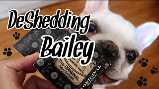 HOW TO DESHED A FRENCH BULLDOG | BAILYBEARNYC