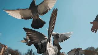 Suara burung merpati terbang | suara sinematik | kerumunan merpati |