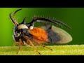 The Insects Who Vibrate To Communicate | Planet Earth III | BBC Earth