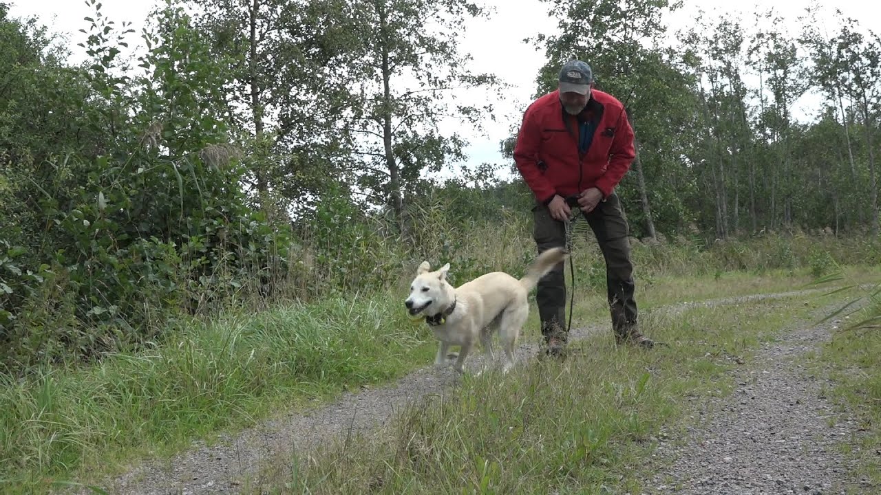 valpen 7 - Första släppet med unghunden