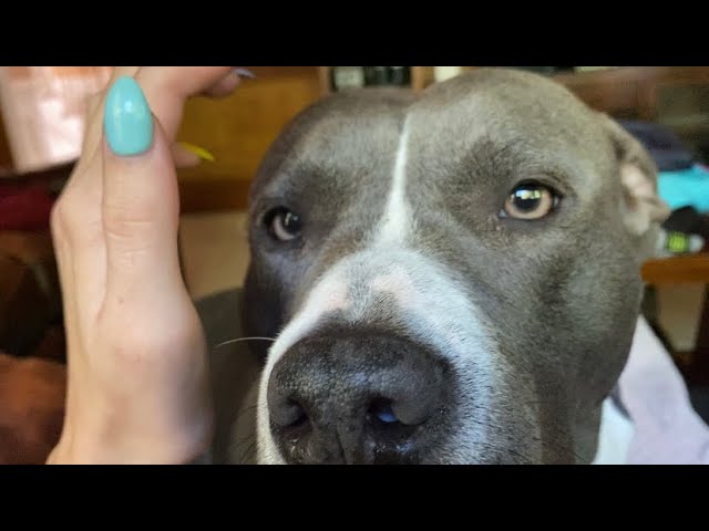 ASMR On a Pit-Bull | Tingly Scratching w Mouth Sounds