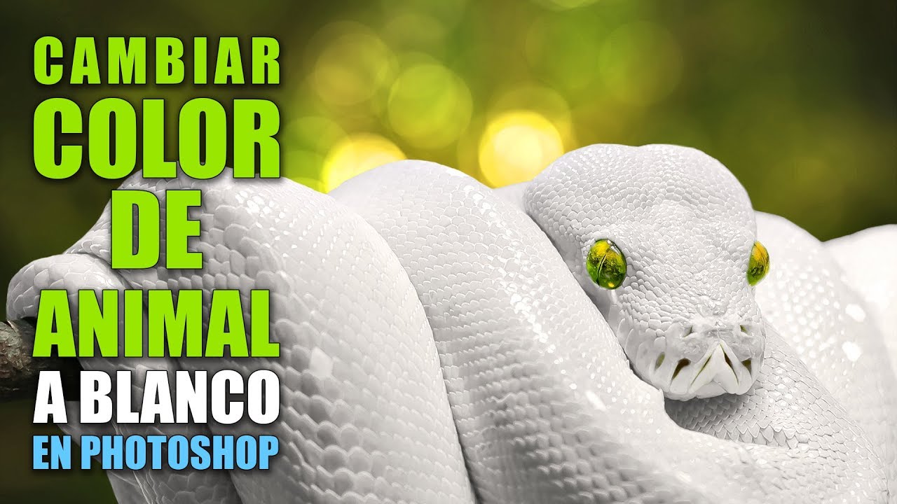 Cambiar color de animal a blanco en Photoshop
