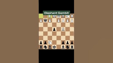 Elephant Gambit                   #chess #chessopenings