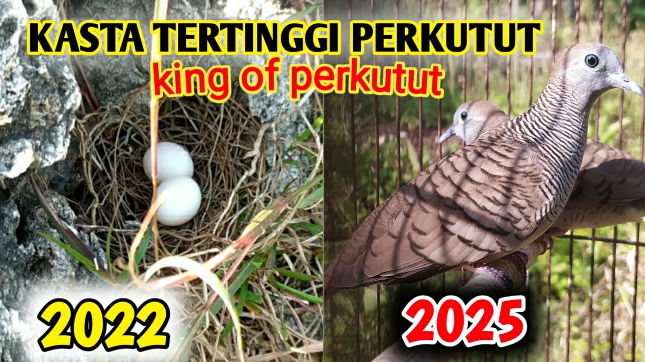 sulit di cari , pamor kewibawaan bagi pemilik