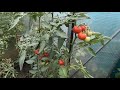 Томатное дерево. Миф или реальность? Честный обзор по выращиванию помидоров Спрут F1 на даче.