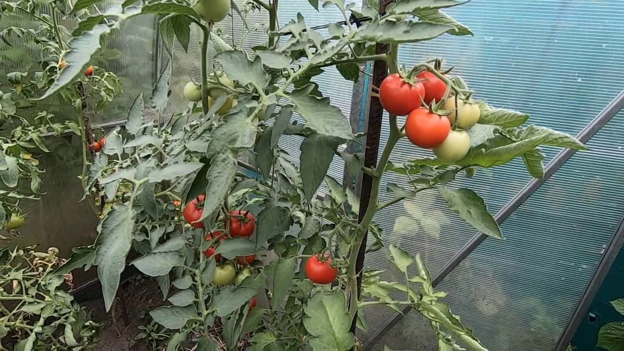 Томат Спрут Фото – Telegraph