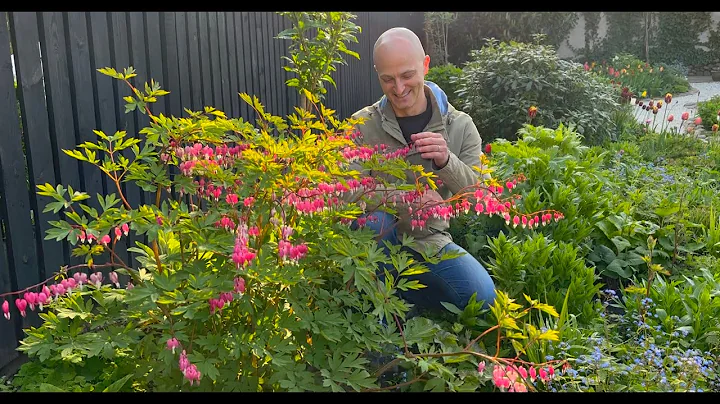 How to Grow & Care For Bleeding Heart | Perennial Garden - DayDayNews